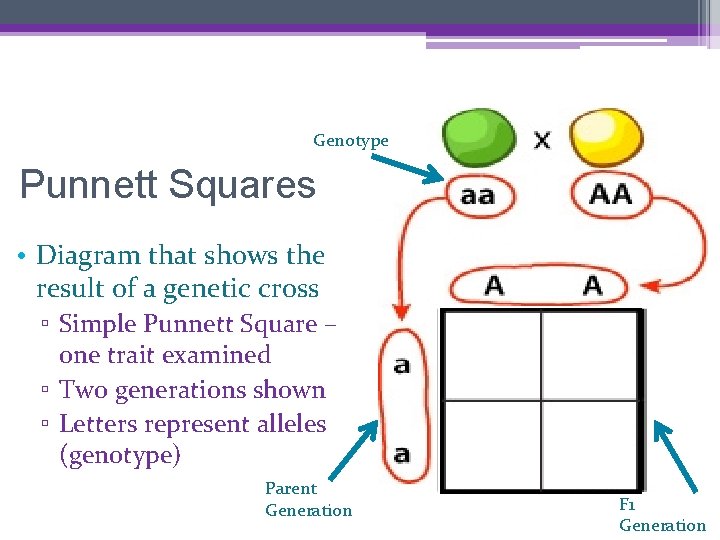 Genotype Punnett Squares • Diagram that shows the result of a genetic cross ▫