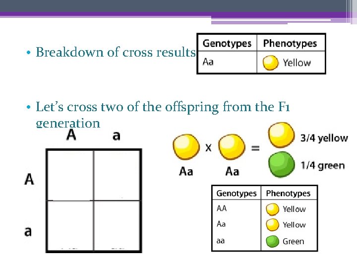  • Breakdown of cross results • Let’s cross two of the offspring from