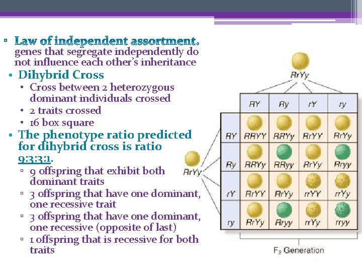 ▫ genes that segregate independently do not influence each other’s inheritance • Dihybrid Cross