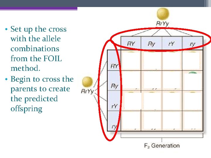  • Set up the cross with the allele combinations from the FOIL method.