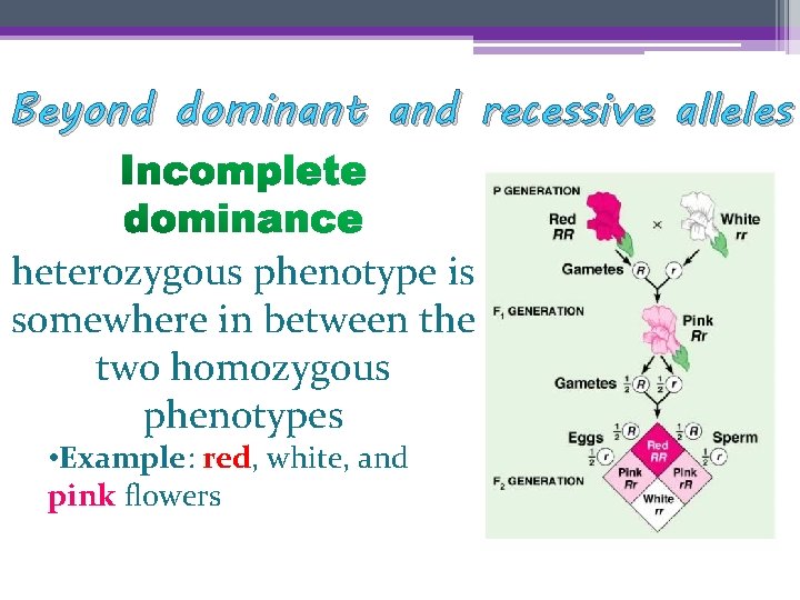 Beyond dominant and recessive alleles heterozygous phenotype is somewhere in between the two homozygous