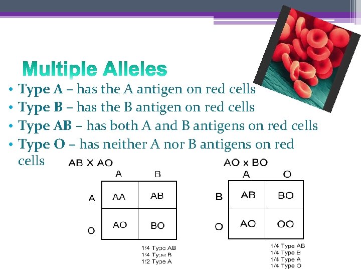  • • Type A – has the A antigen on red cells Type