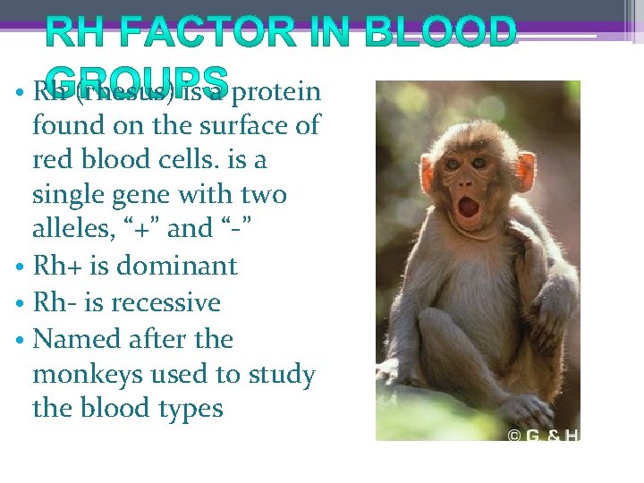  • Rh (rhesus) is a protein found on the surface of red blood