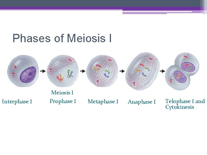 Phases of Meiosis I ▫ Meiosis I Interphase I Meiosis I Prophase I Metaphase