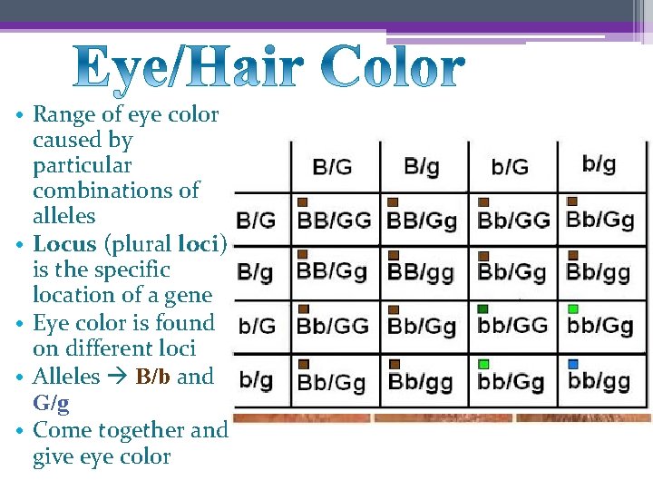  • Range of eye color caused by particular combinations of alleles • Locus