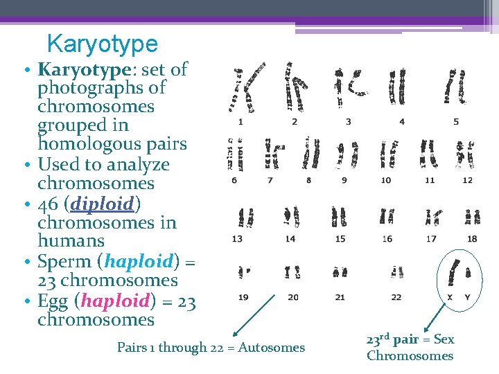 Karyotype • Karyotype: set of photographs of chromosomes grouped in homologous pairs • Used