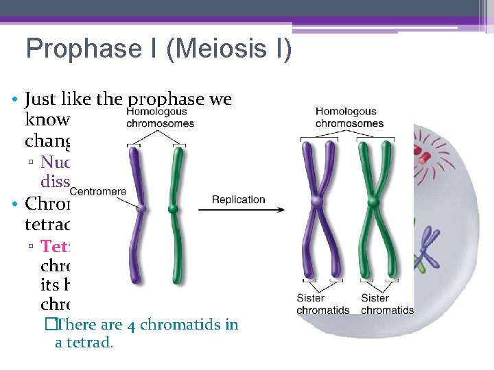 Prophase I (Meiosis I) • Just like the prophase we know and love, with