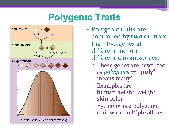 Polygenic Traits • Polygenic traits are controlled by two or more than two genes