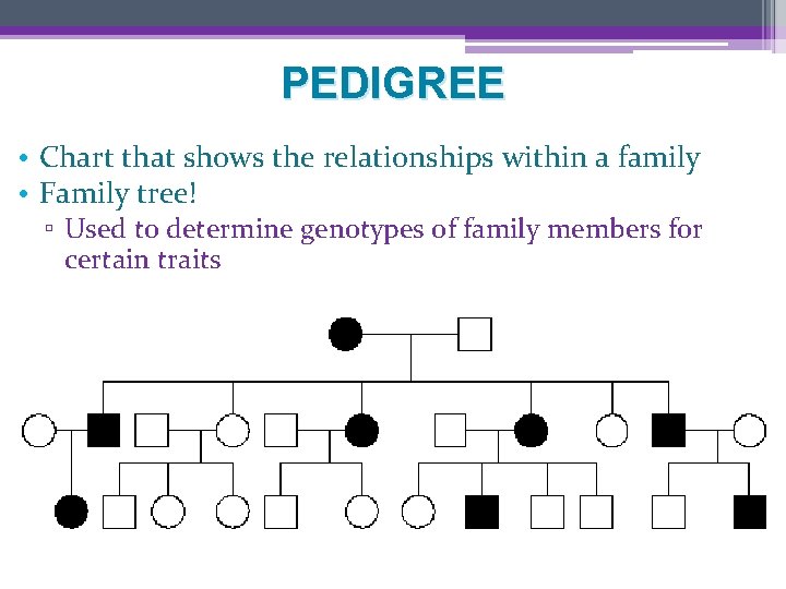 PEDIGREE • Chart that shows the relationships within a family • Family tree! ▫