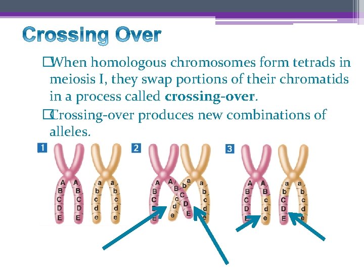 �When homologous chromosomes form tetrads in meiosis I, they swap portions of their chromatids