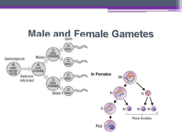 Male and Female Gametes 23 