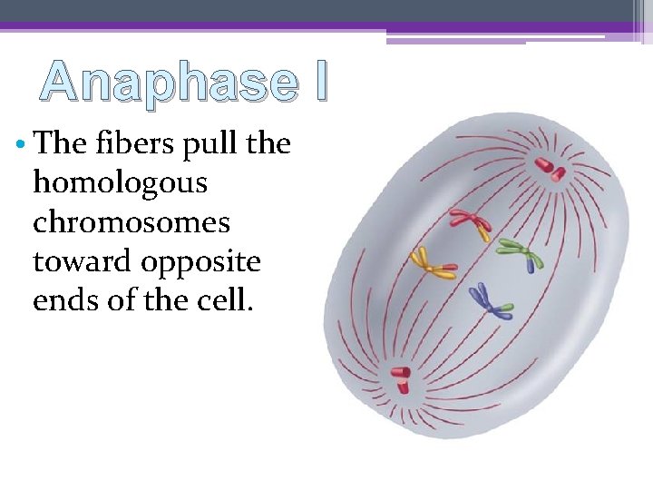 Anaphase I • The fibers pull the homologous chromosomes toward opposite ends of the