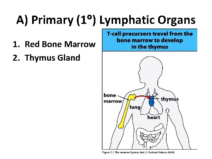 A) Primary (1 ) Lymphatic Organs 1. Red Bone Marrow 2. Thymus Gland 