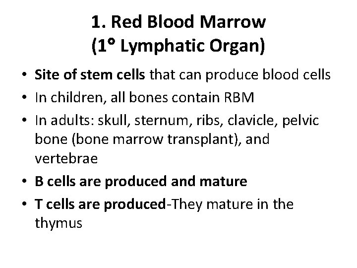 1. Red Blood Marrow (1 Lymphatic Organ) • Site of stem cells that can