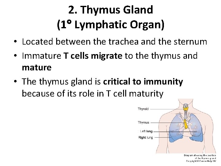 2. Thymus Gland (1 Lymphatic Organ) • Located between the trachea and the sternum
