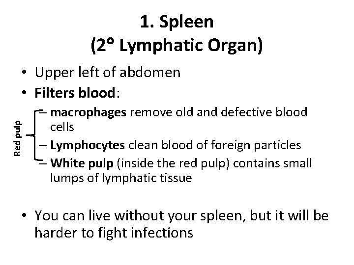 1. Spleen (2 Lymphatic Organ) Red pulp • Upper left of abdomen • Filters