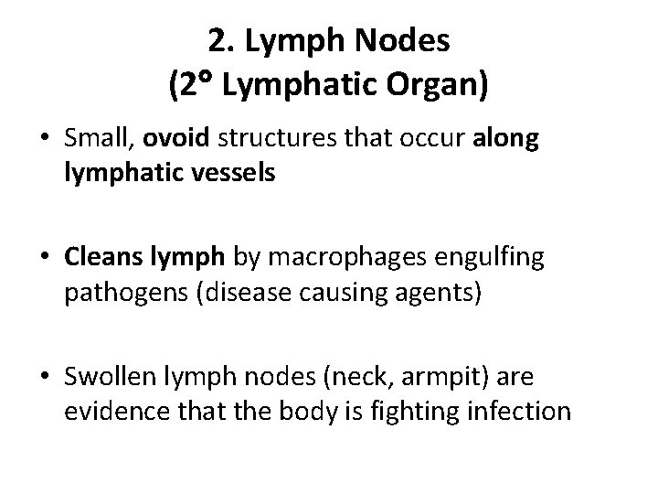 2. Lymph Nodes (2 Lymphatic Organ) • Small, ovoid structures that occur along lymphatic