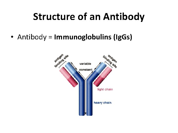 Structure of an Antibody • Antibody = Immunoglobulins (Ig. Gs) 