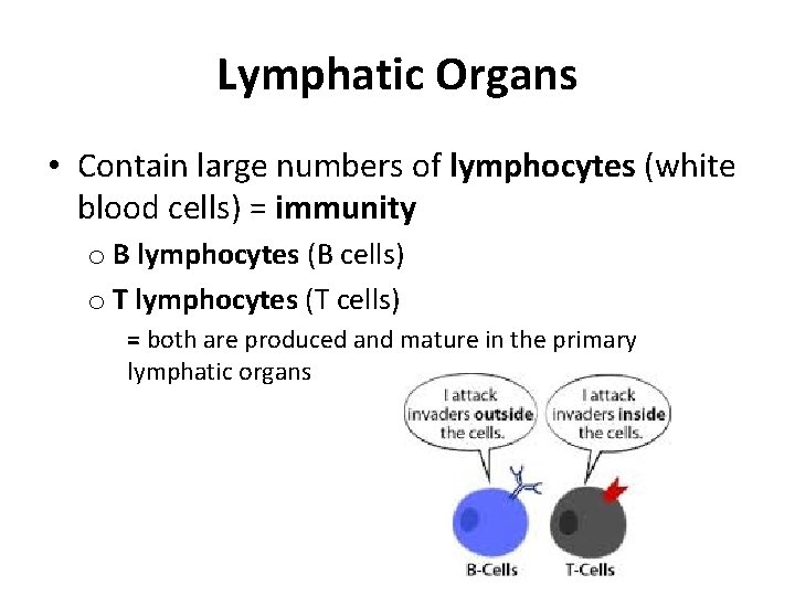 Lymphatic Organs • Contain large numbers of lymphocytes (white blood cells) = immunity o