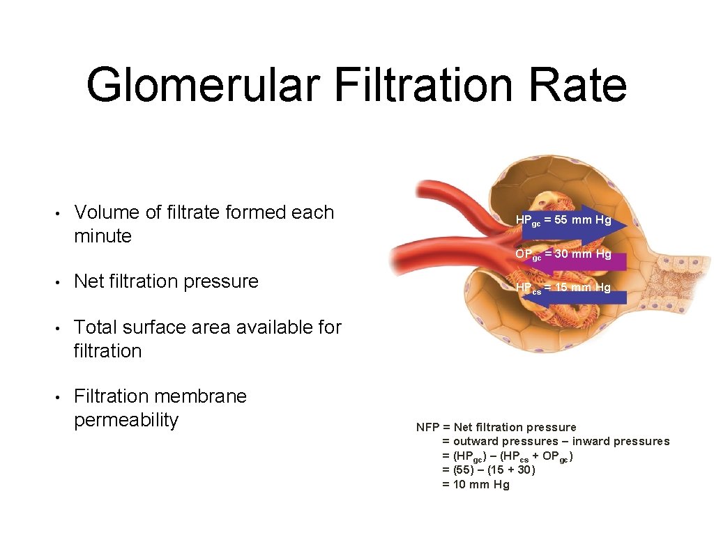 Glomerular Filtration Rate • Volume of filtrate formed each minute HPgc = 55 mm