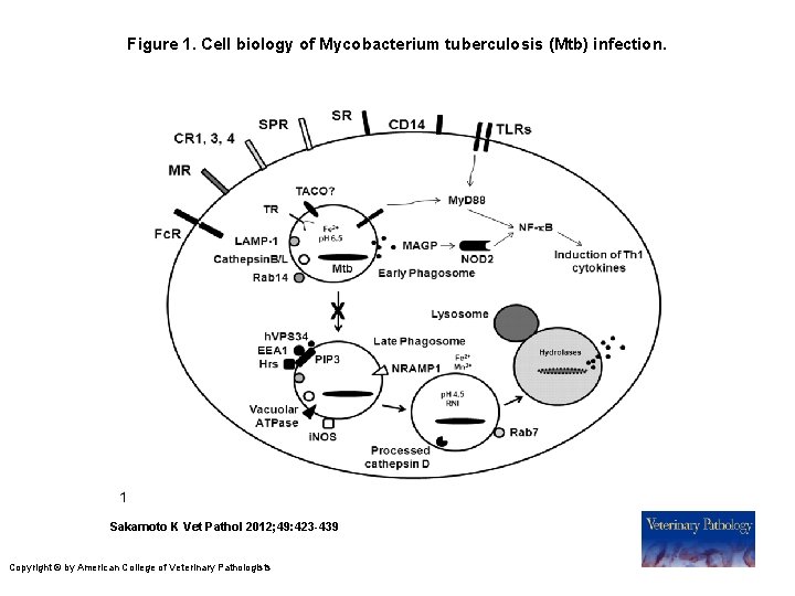 Figure 1. Cell biology of Mycobacterium tuberculosis (Mtb) infection. Sakamoto K Vet Pathol 2012;