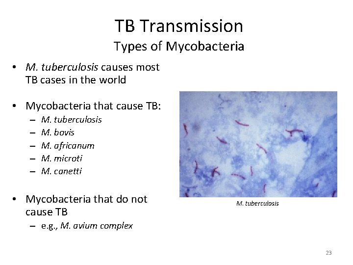 TB Transmission Types of Mycobacteria • M. tuberculosis causes most TB cases in the