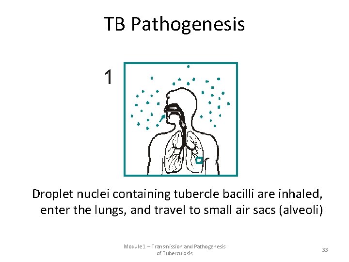 TB Pathogenesis Droplet nuclei containing tubercle bacilli are inhaled, enter the lungs, and travel