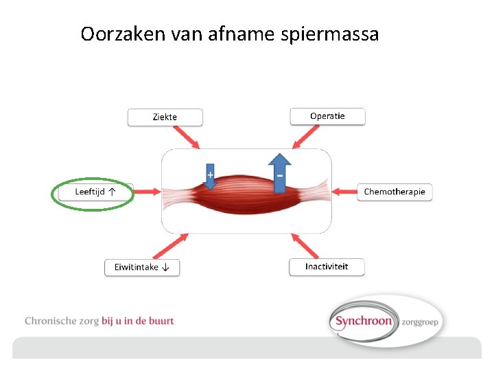 Oorzaken van afname spiermassa 