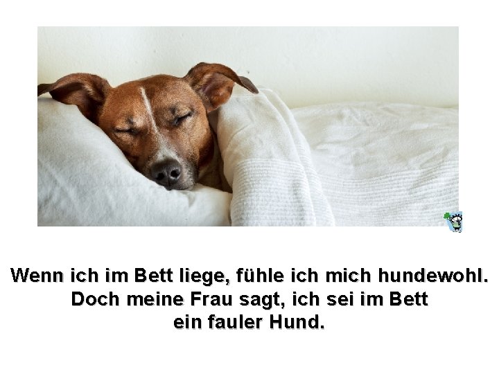 Wenn ich im Bett liege, fühle ich mich hundewohl. Doch meine Frau sagt, ich