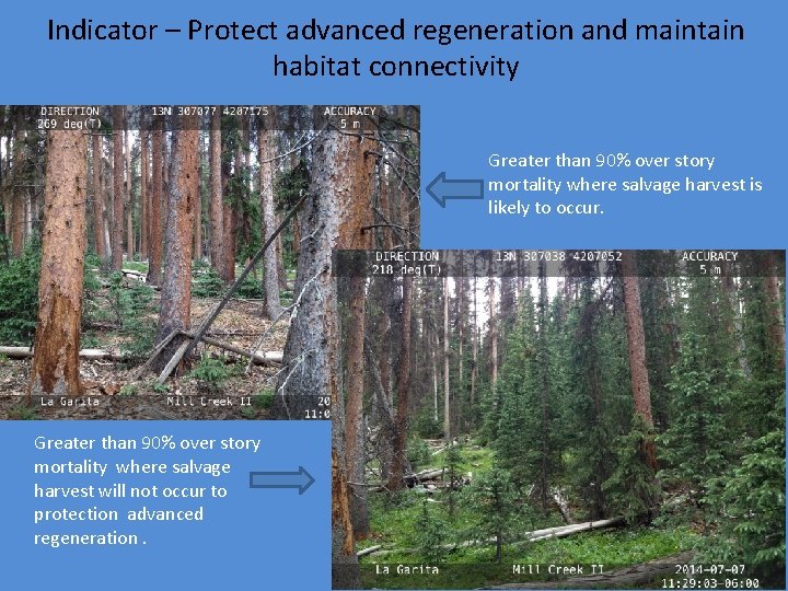 Indicator – Protect advanced regeneration and maintain habitat connectivity Greater than 90% over story