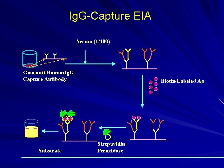Ig. G-Capture EIA Serum (1/100) Goat-anti-Human-Ig. G Capture Antibody Substrate Biotin-Labeled Ag Strepavidin. Peroxidase
