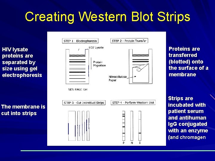 Creating Western Blot Strips HIV lysate proteins are separated by size using gel electrophoresis