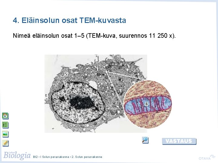 4. Eläinsolun osat TEM-kuvasta Nimeä eläinsolun osat 1– 5 (TEM-kuva, suurennos 11 250 x).