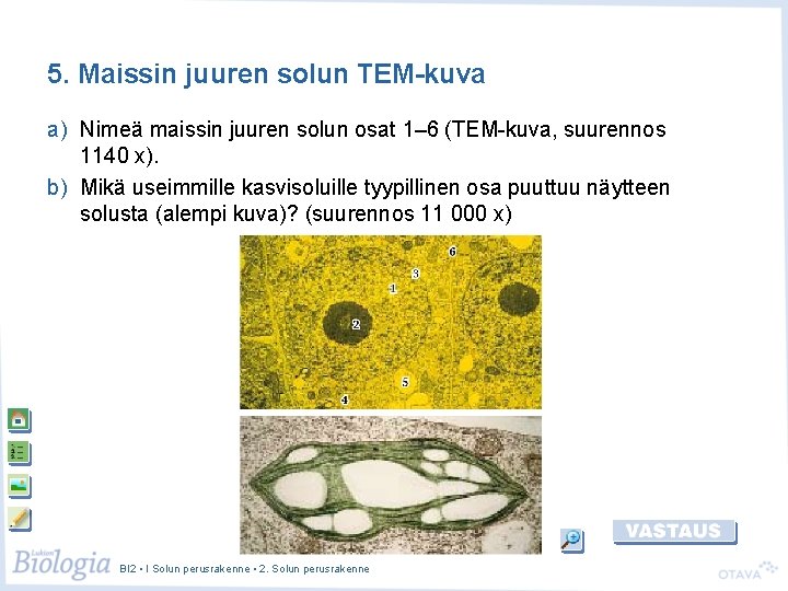 5. Maissin juuren solun TEM-kuva a) Nimeä maissin juuren solun osat 1– 6 (TEM-kuva,