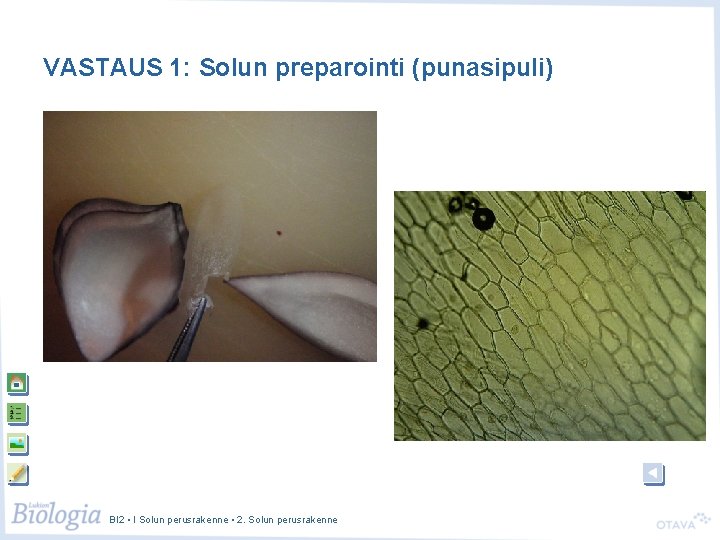 VASTAUS 1: Solun preparointi (punasipuli) BI 2 • I Solun perusrakenne • 2. Solun
