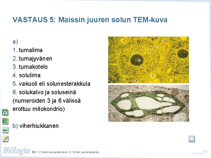 VASTAUS 5: Maissin juuren solun TEM-kuva a) 1. tumalima 2. tumajyvänen 3. tumakotelo 4.
