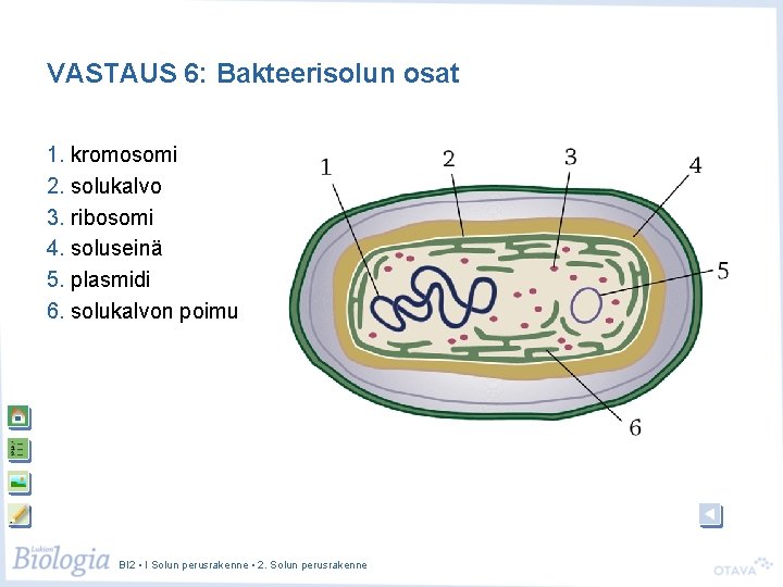VASTAUS 6: Bakteerisolun osat 1. kromosomi 2. solukalvo 3. ribosomi 4. soluseinä 5. plasmidi