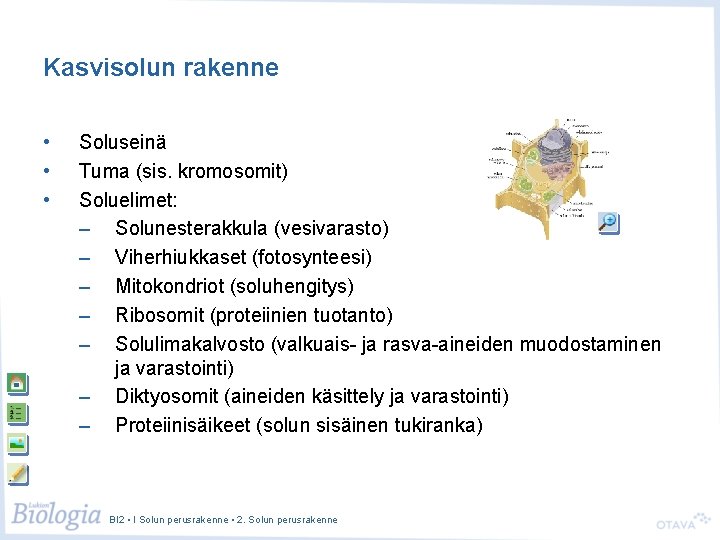 Kasvisolun rakenne • • • Soluseinä Tuma (sis. kromosomit) Soluelimet: – Solunesterakkula (vesivarasto) –