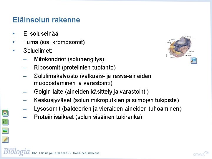 Eläinsolun rakenne • • • Ei soluseinää Tuma (sis. kromosomit) Soluelimet: – Mitokondriot (soluhengitys)