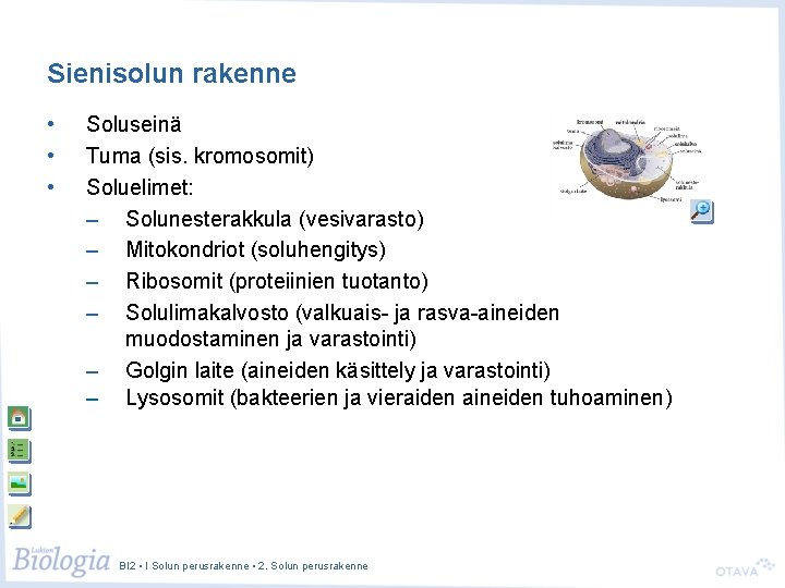 Sienisolun rakenne • • • Soluseinä Tuma (sis. kromosomit) Soluelimet: – Solunesterakkula (vesivarasto) –