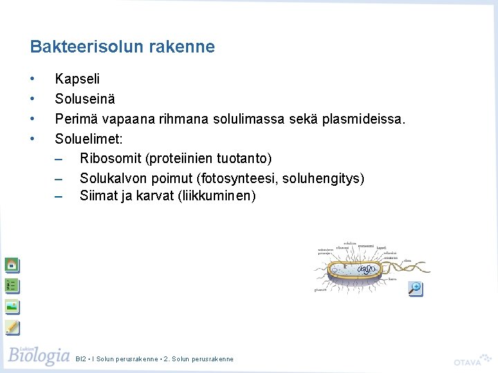 Bakteerisolun rakenne • • Kapseli Soluseinä Perimä vapaana rihmana solulimassa sekä plasmideissa. Soluelimet: –