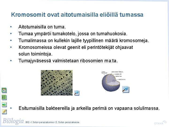 Kromosomit ovat aitotumaisilla eliöillä tumassa • • • Aitotumaisilla on tuma. Tumaa ympäröi tumakotelo,