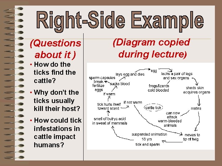 (Questions about it ) • How do the ticks find the cattle? • Why