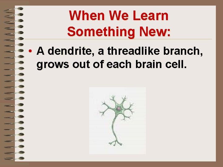 When We Learn Something New: • A dendrite, a threadlike branch, grows out of