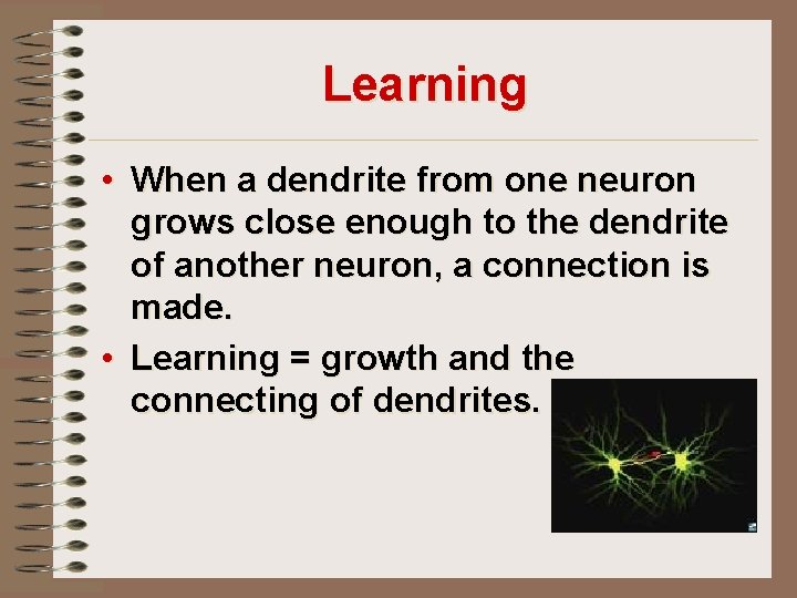 Learning • When a dendrite from one neuron grows close enough to the dendrite