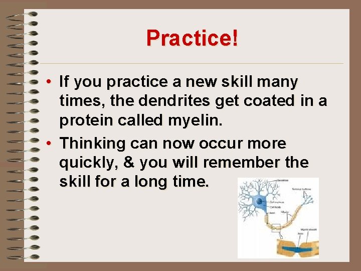 Practice! • If you practice a new skill many times, the dendrites get coated