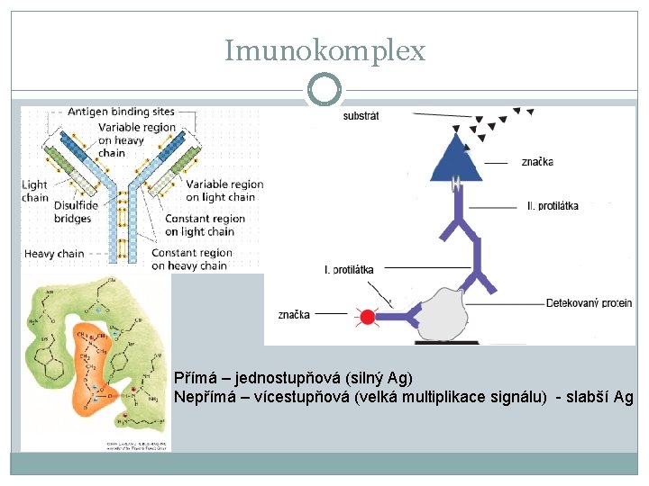 Imunokomplex Přímá – jednostupňová (silný Ag) Nepřímá – vícestupňová (velká multiplikace signálu) - slabší