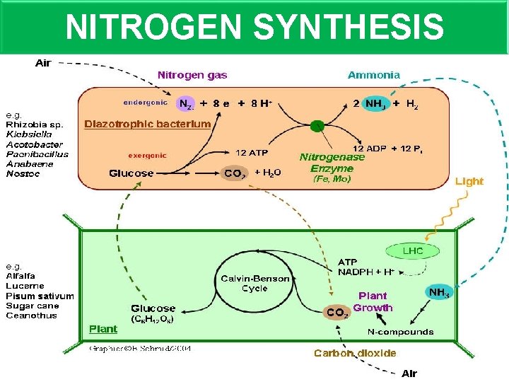 NITROGEN SYNTHESIS 