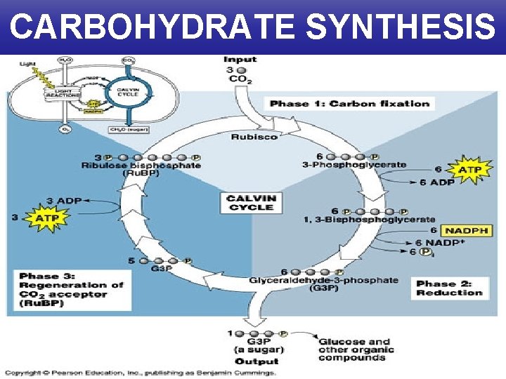 CARBOHYDRATE SYNTHESIS 