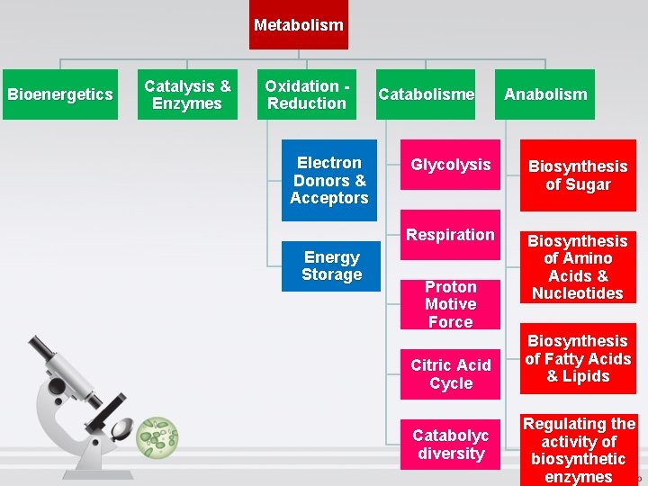 Metabolism Bioenergetics Catalysis & Enzymes Oxidation Reduction Electron Donors & Acceptors Energy Storage Catabolisme